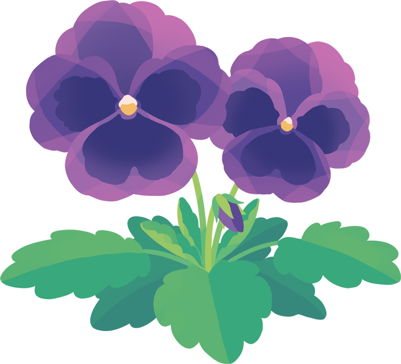 パンジー 紫 シンプルでかわいい無料のイラスト素材サイト Coo